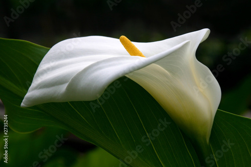 Fotografija white calla lily profile with dark green foliage background