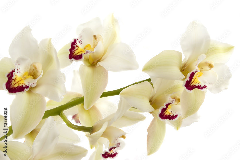 Fototapeta premium orchid