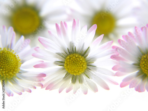 white spring daisies