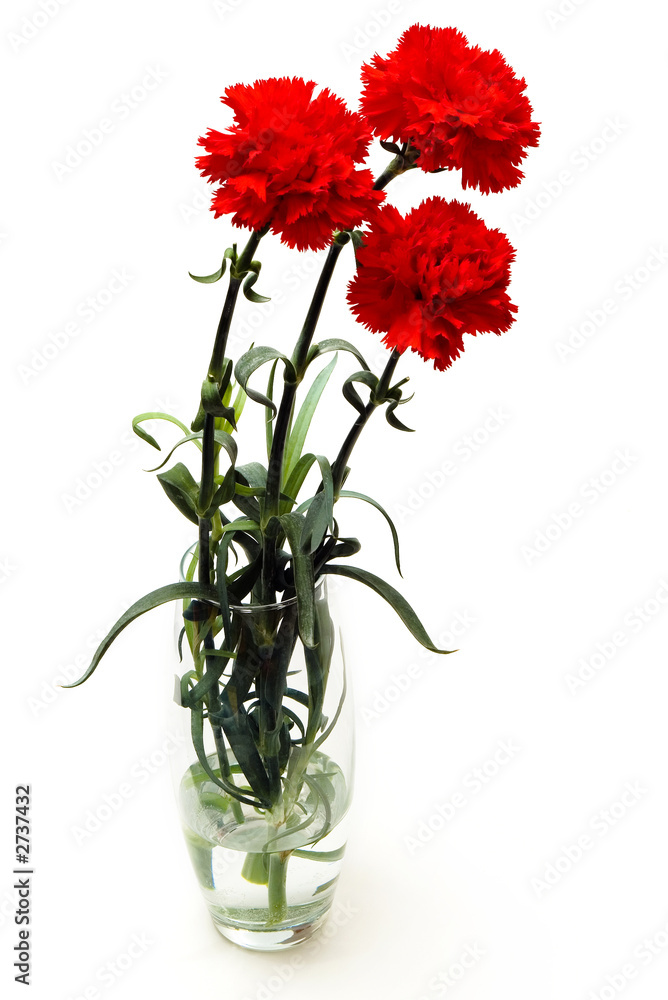 Obraz premium carnations