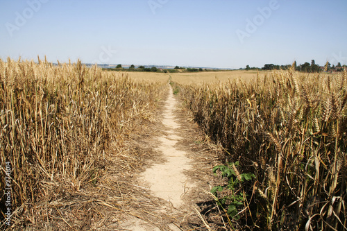 pathway through a corn field