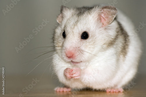 white hamster sitting