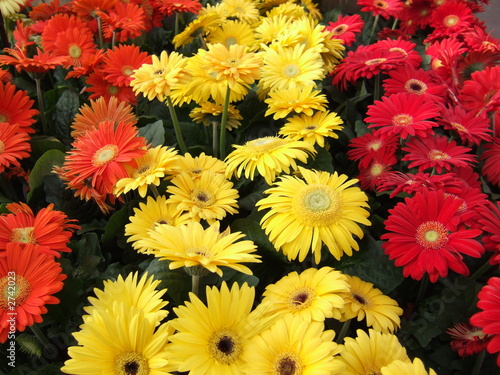 minis-gerberas