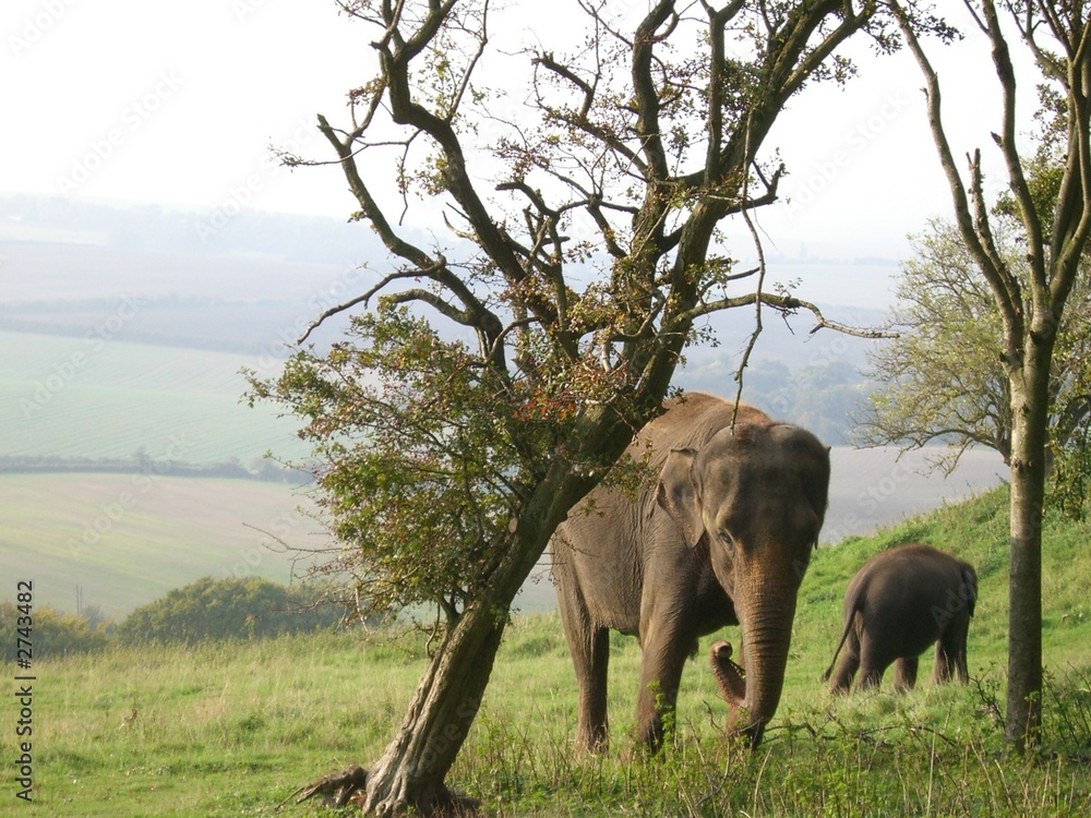 Fototapeta premium elephants