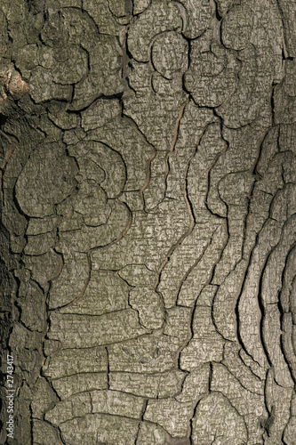 tree bark detail