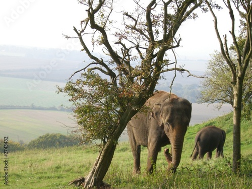 Photography elephants