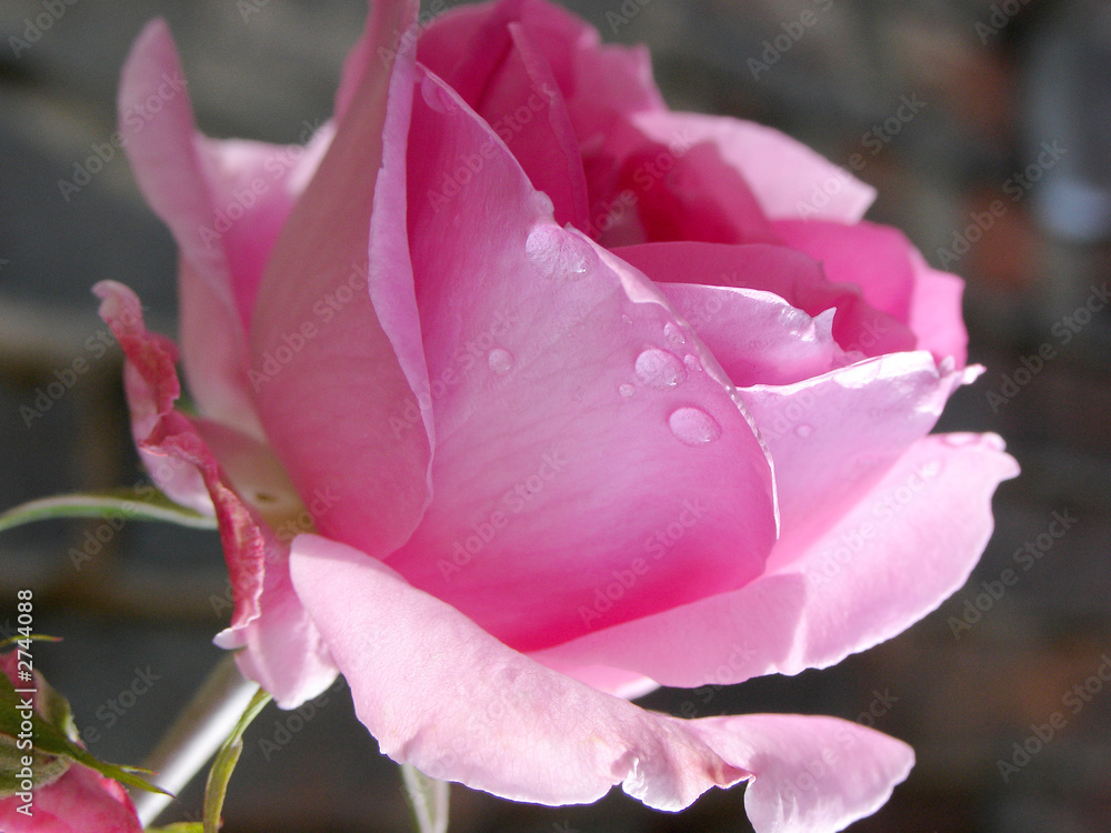 Fototapeta premium rose