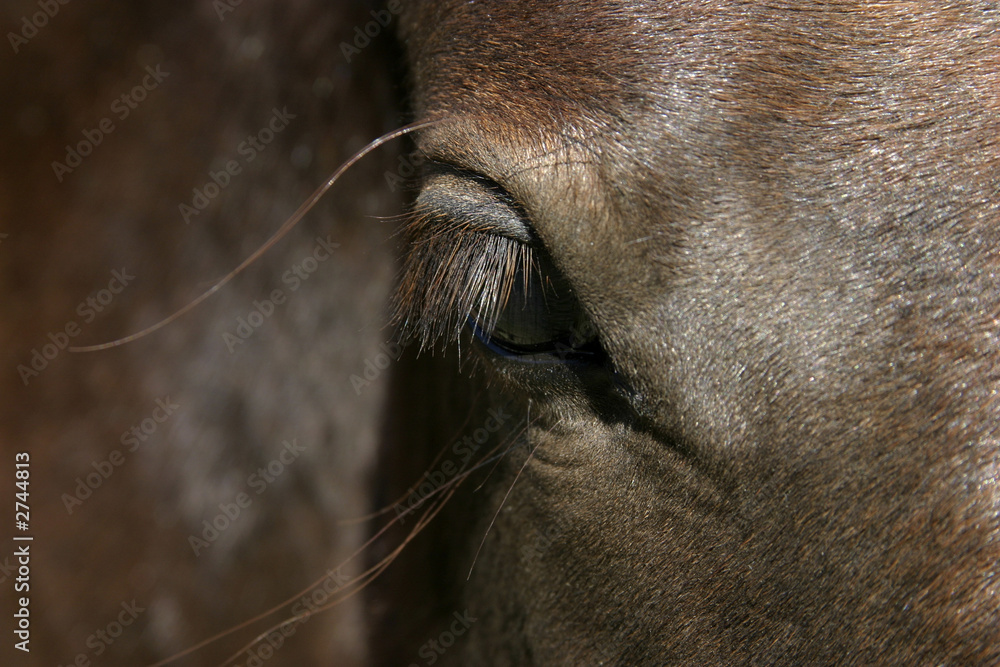 Naklejka premium foal eye
