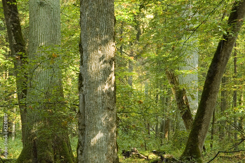 Fototapeta Naklejka Na Ścianę i Meble -  old forest full of autumnal light
