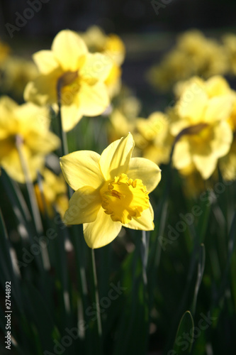 Fototapeta Naklejka Na Ścianę i Meble -  daffodils