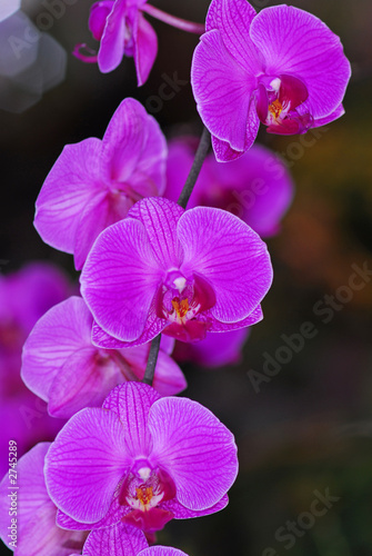 orchids © John Carvalho