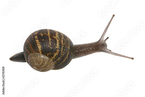snail photo