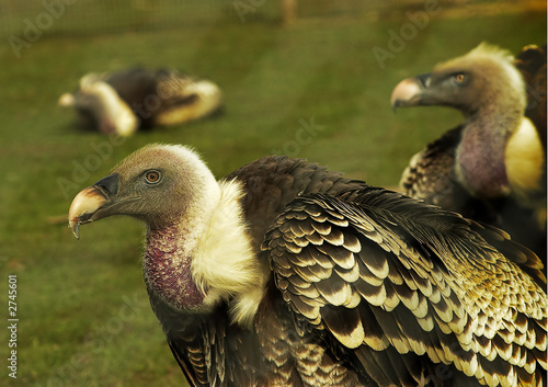 culture vulture