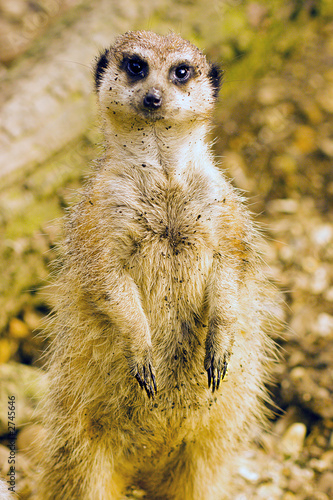 meerkat at zoo