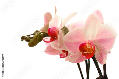 branches of tender white moth orchid