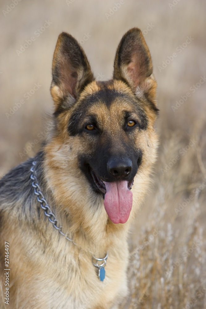 german shepherd 2 german shepherd 2