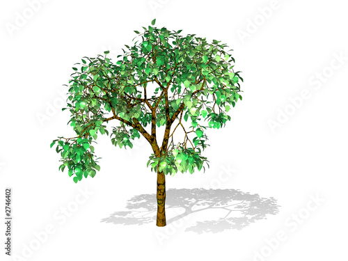 tree isolated in white
