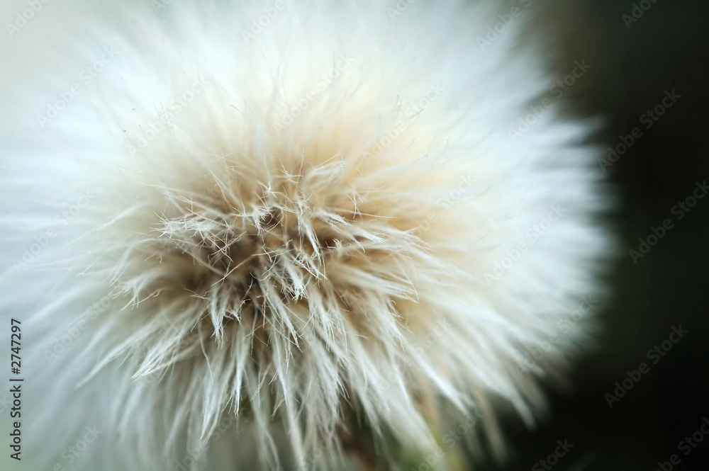 Fototapeta premium puch taraxacum jak nasiona roślin