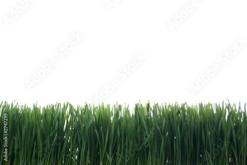 pasto