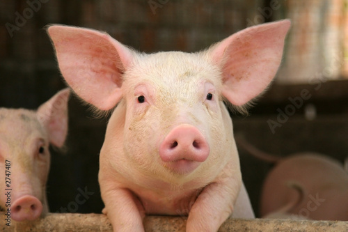 Obraz na plátně cute pig