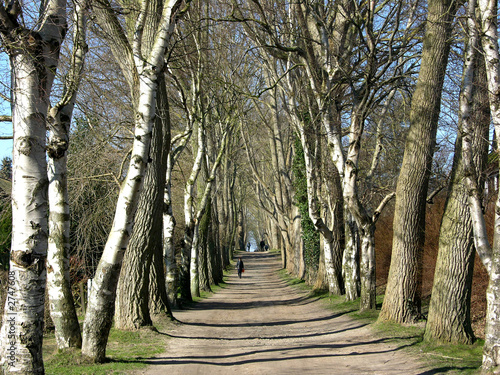 Obraz na płótnie allee in ahrenshoop w salonie