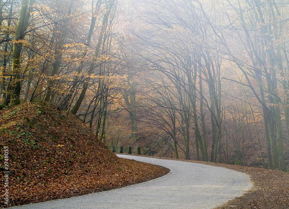 A winding road through a misty autumn forest with bare trees and a carpet of fallen leaves.