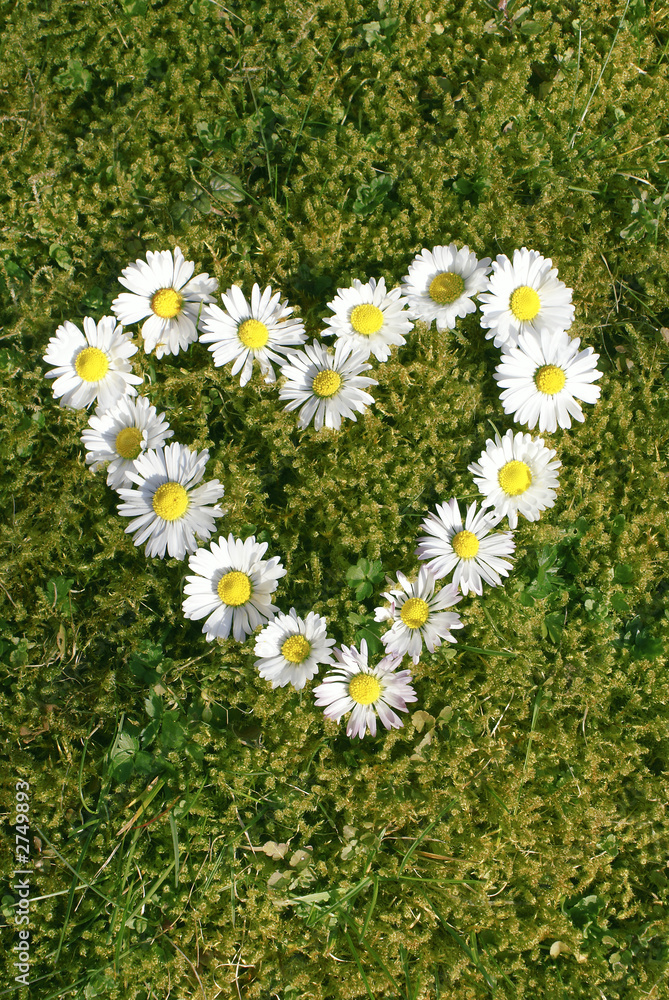 Herz Aus Ganseblumchen Auf Wiese Liebe Muttertag Zuneigung Copyspace Textraum Hochformat Stock Photo Adobe Stock