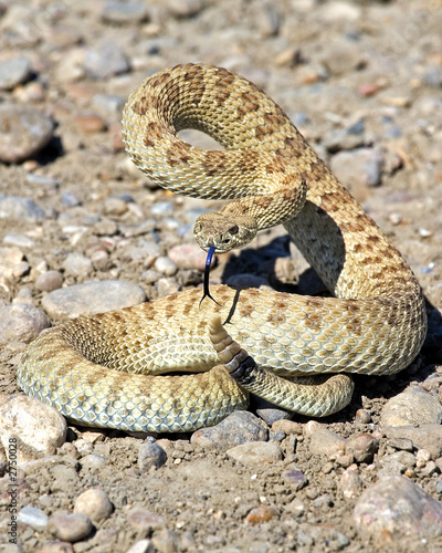 prairie rattlesnake 1
