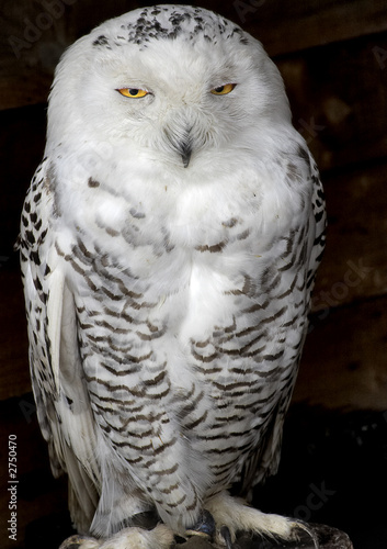 snowy owl