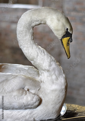 swan