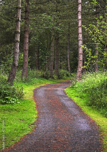 woodland path