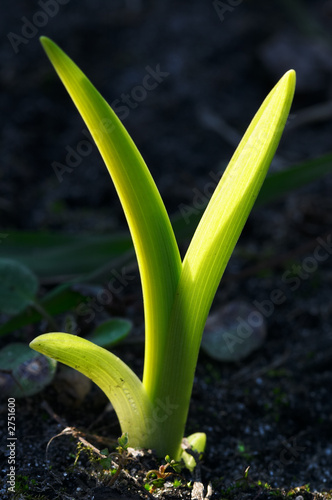 Konstfotografi growing plant