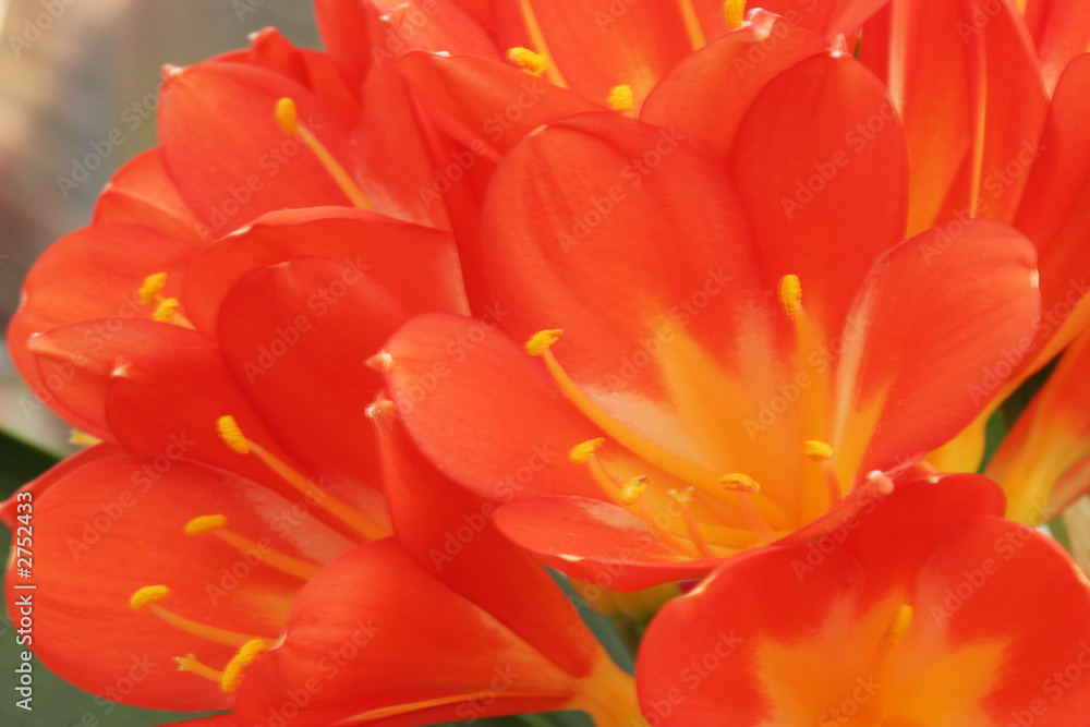 kaffir lily kaffir lily