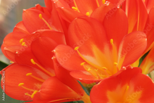kaffir lily