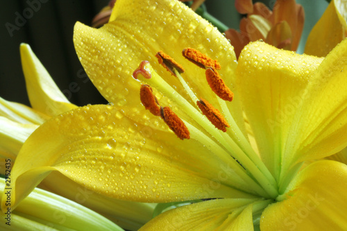 yellow lily