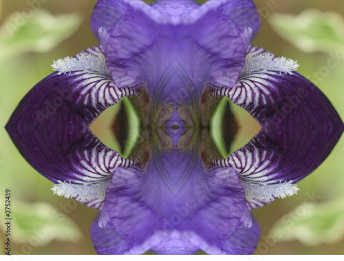 abstract - flower