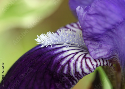iris 2