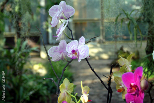 orhid - phalaenopsis plantation beau 'diane' photo