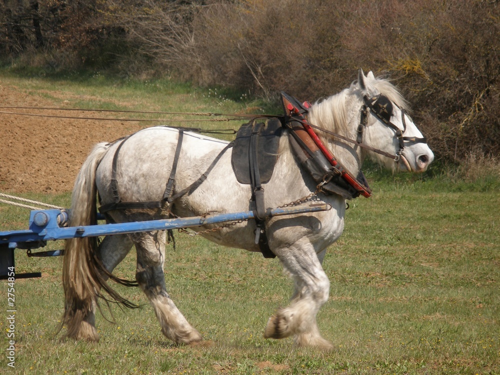 cheval