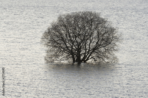 Foto drowned tree