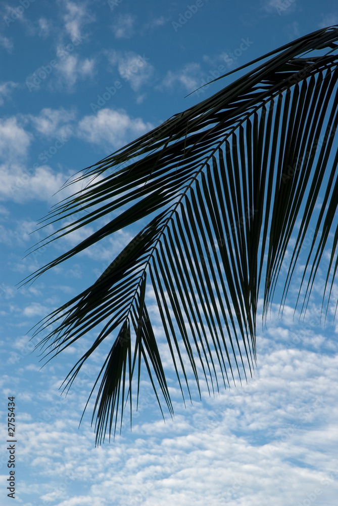 Obraz premium palm tree leaf against a blue sky
