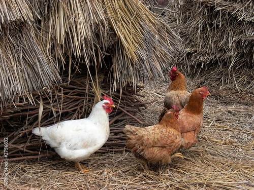 Canvas-taulu countryside hens