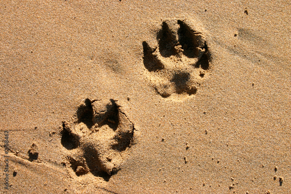 Dog Paw Print In Sand