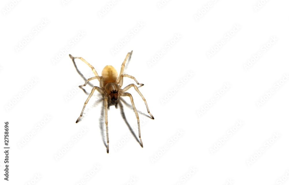 spider spider