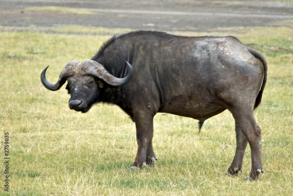 buffalo
