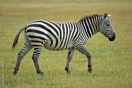 single african zebra