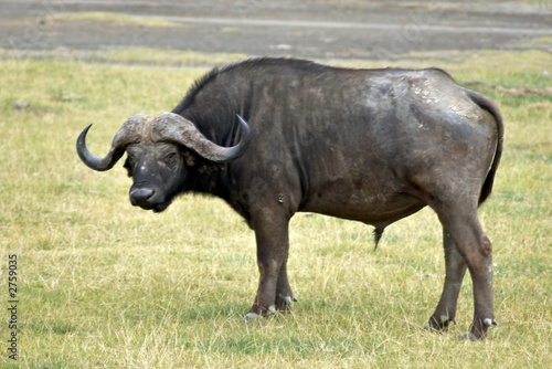 buffalo © peterz