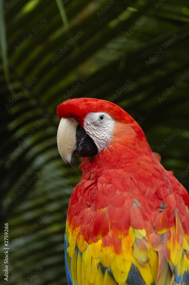 a macaw