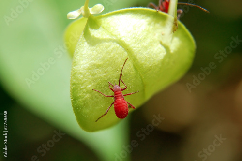 red bug