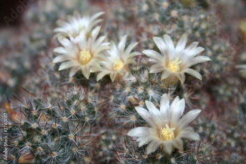 cactus white flowers photo
